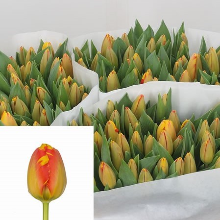 Tulips Banja Luka