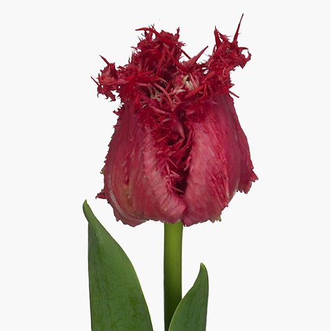 Tulips Barbados