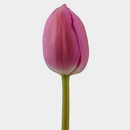 Tulips Barcelona