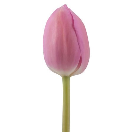 Tulips Barcelona