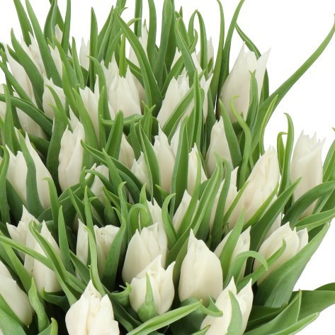 Tulips Beauty and Elegance