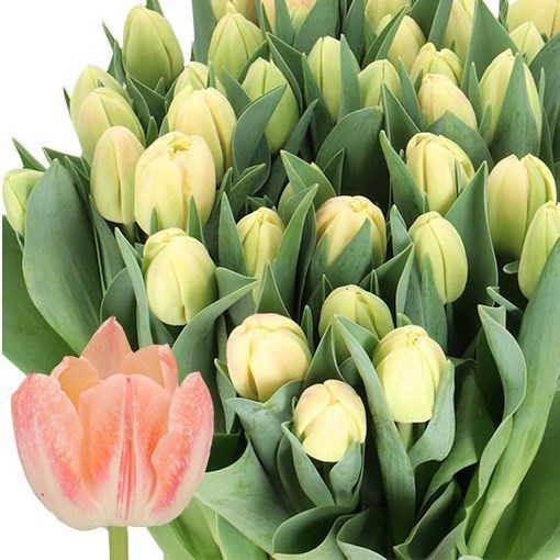 Tulips Bed of Roses