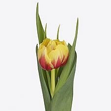 Tulips Belo Horizonte