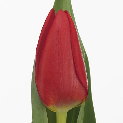 Tulips Ben Van Zanten