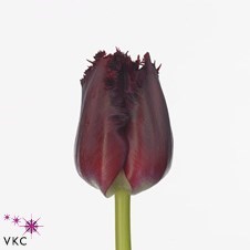 Tulips Beyonce