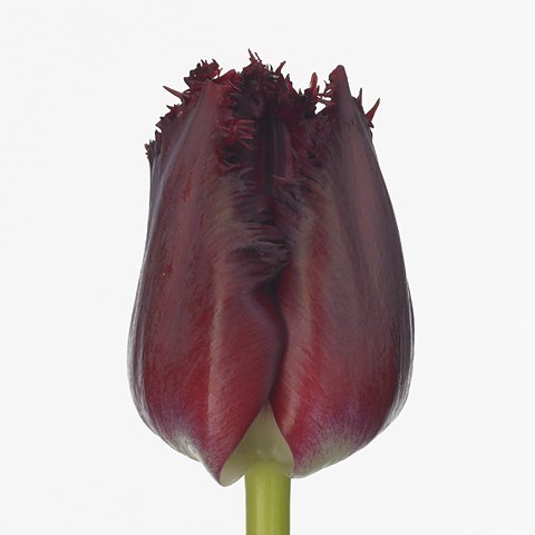 Tulips Beyonce