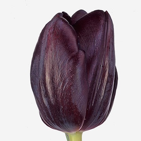 Tulips Black Jack