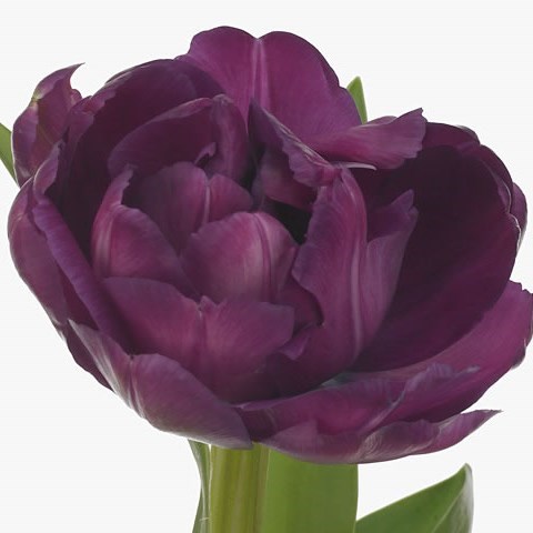 Tulips Blue Diamond