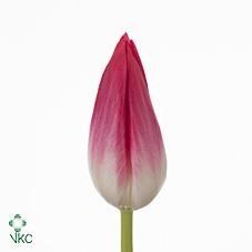 Tulips Bolroyal Pink