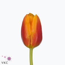 Tulips Bombita