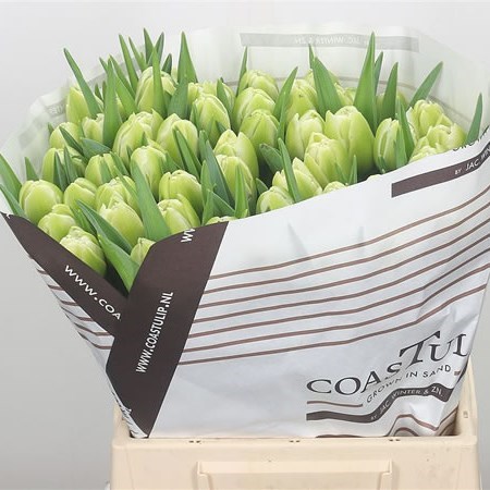 Tulips Bowl Of Cream