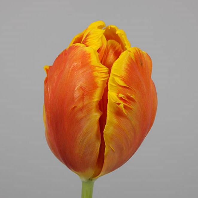 Tulips Bright Parrot