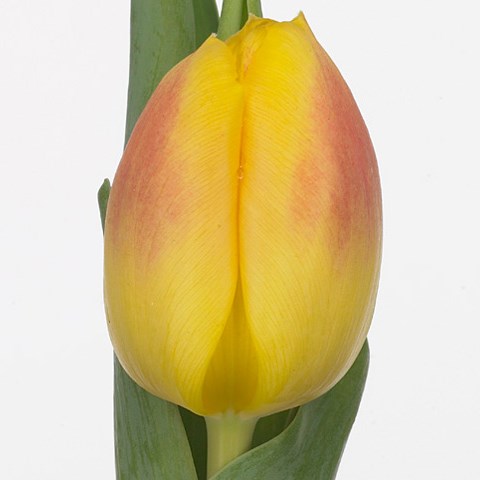 Tulips Brigitta
