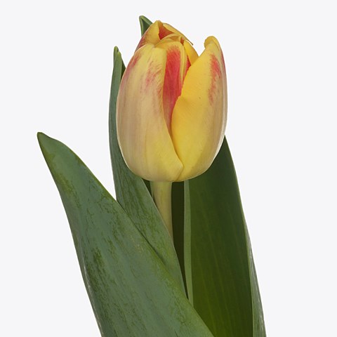 Tulips Buckingham