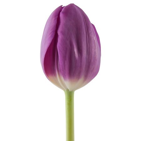 Tulips Bullit
