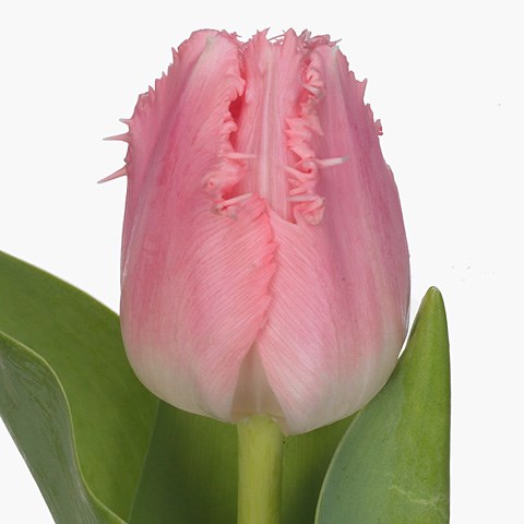 Tulips Cacharel