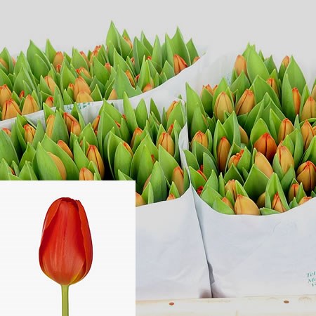 Tulips Cadans