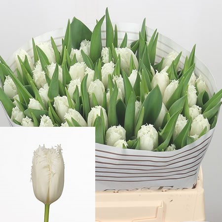 Tulips Cambridge