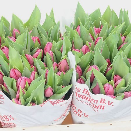 Tulips Candy Boy