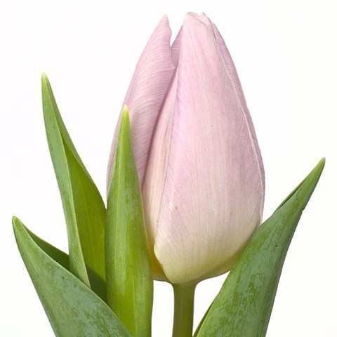 Tulips Candy Prince