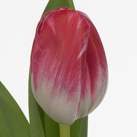 Tulips Caramba