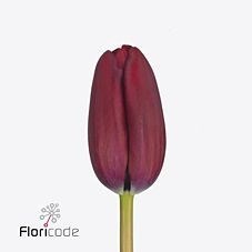 Tulips Carpaccio