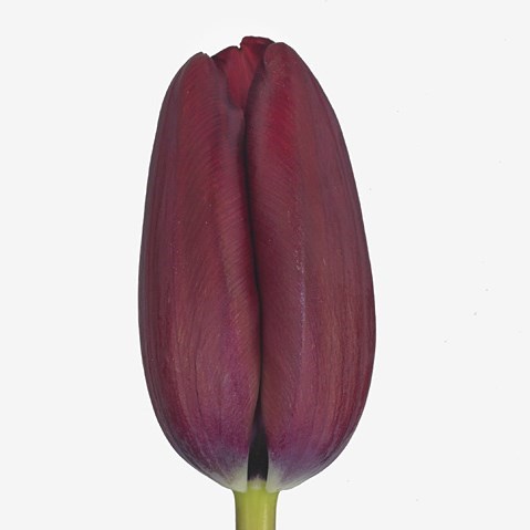 Tulips Carpaccio