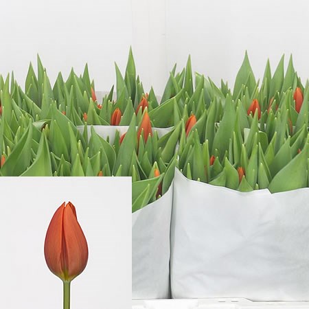 Tulips Catharina-Amalia