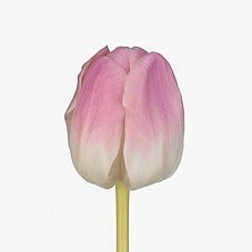 Tulips Chantelle
