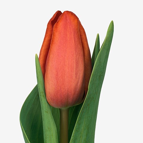 Tulips Charade