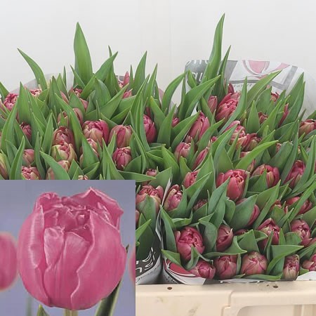 Tulips Chato