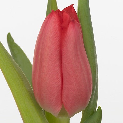 Tulips Christmas Carol