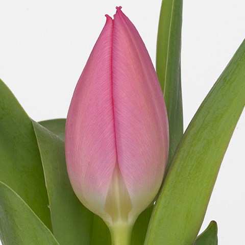 Tulips Christmas Dream