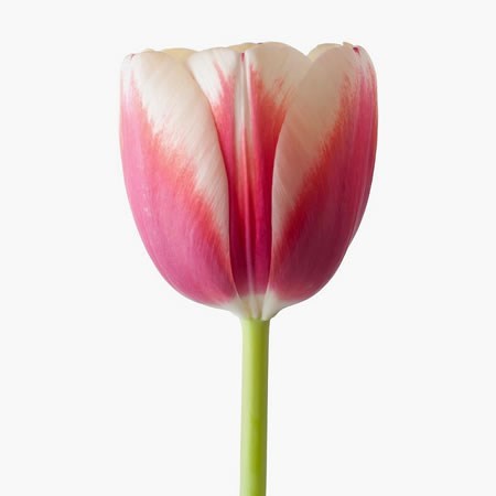 Tulips Christmas Gift