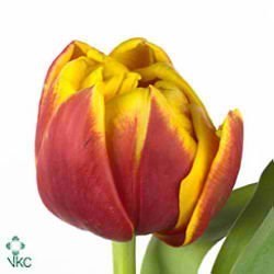 Tulips Cilesta