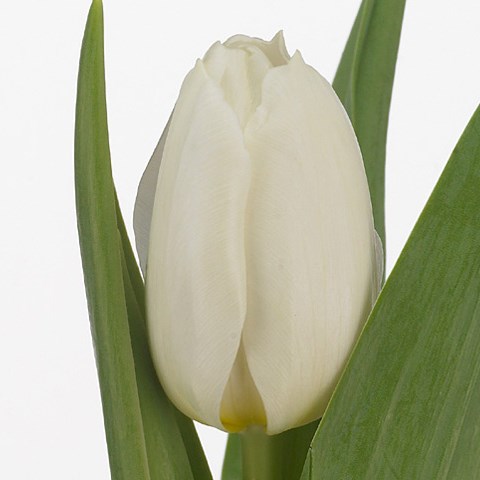 Tulips Coquette