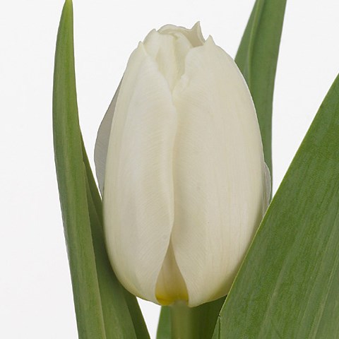 Tulips Coquette