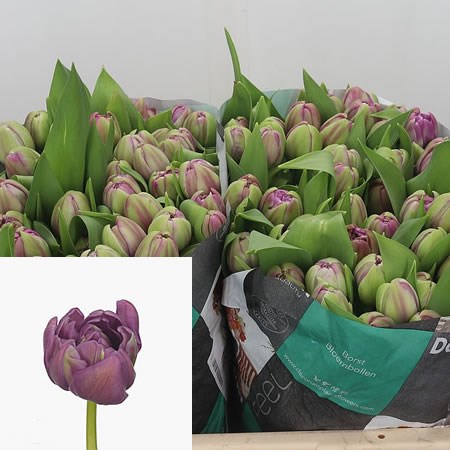 Tulips Courage