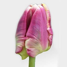 Tulips Cracker Parrot