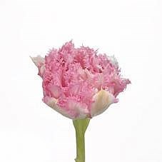 Tulips Crispion Love