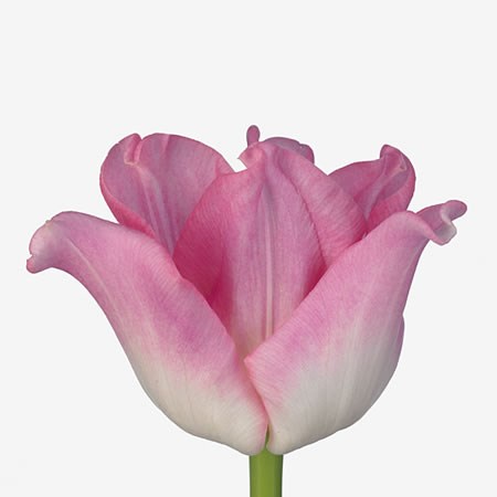 Tulips Crown Dynasty