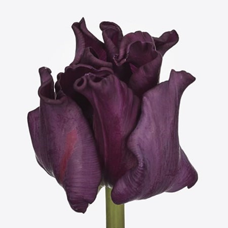 Tulips Crown Negrita