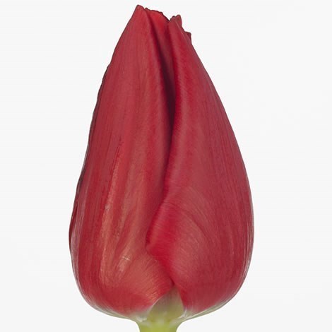 Tulips Curry