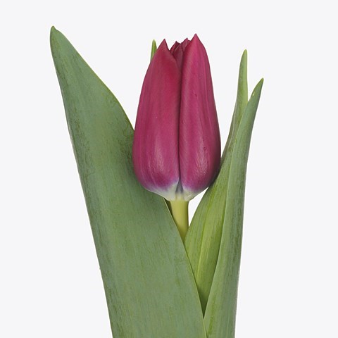 Tulips Delta Graffity