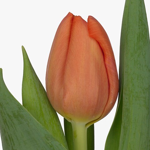 Tulips Delta Storm