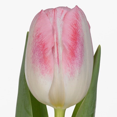 Tulips Donatello