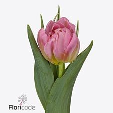 Tulips Dotcom