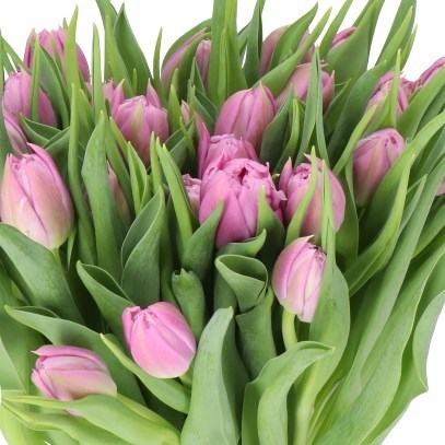 Tulips Double Price