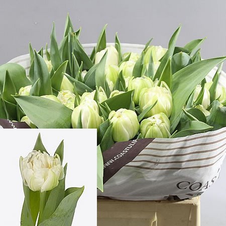 Tulips Duchess