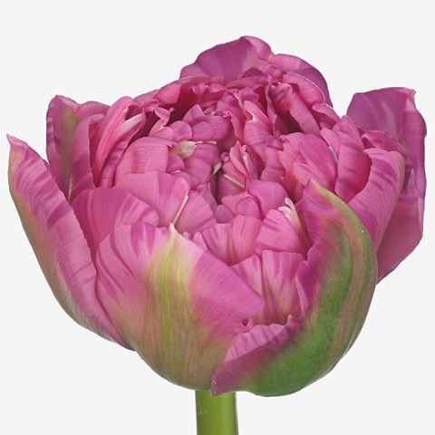 Tulips Dutch Crown